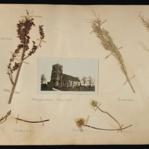 Page with a black and white photograph of Shepperton Church. Around it are pressed flowers with titles Red Sorrel, Daises, Grasses and Buttercups.