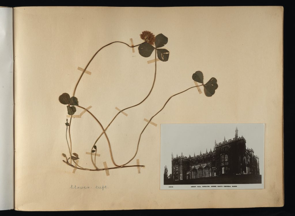 Page containing pressed flowers with the title clover tuft handwritten. On the left hand side is a postcard of Arbury Hall - George Eliot's Cheveral Manor