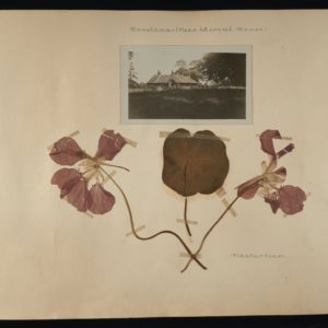 Handwritten text at top of the page says Mosslands near Cheveral Manor. Underneath is a black and white photograph with trees in the foreground and a building in the background. Pressed flowers are attached underneath with the word Nasturtium
